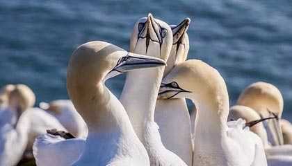 开云下载-中国女篮强调团队协作 增强比赛掌控力，中国女篮很强